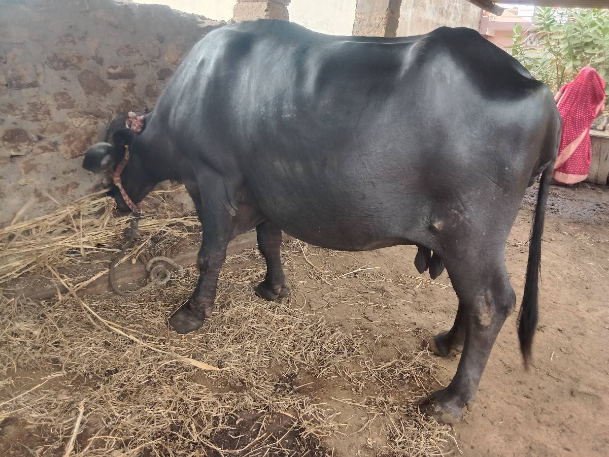 વેચવાની છે