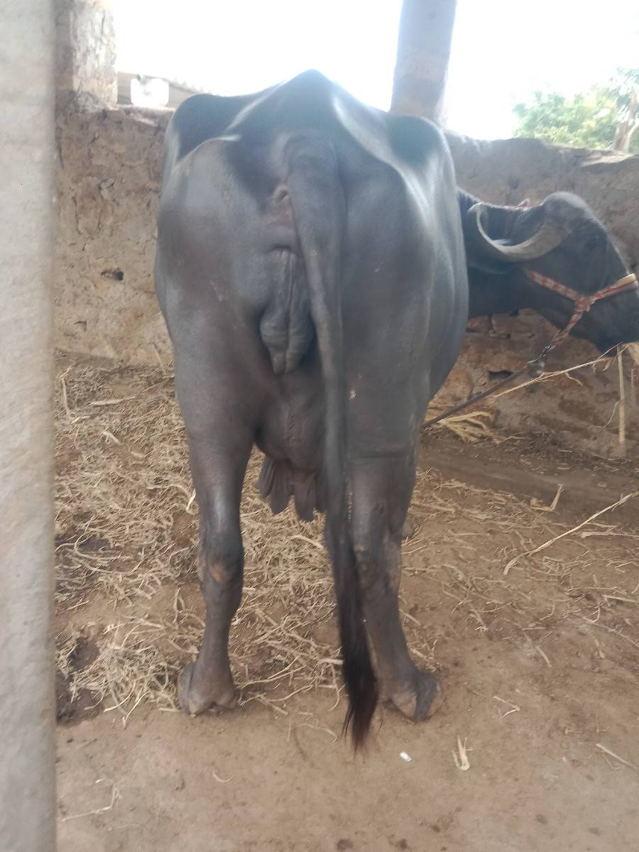 વેચવાની છે