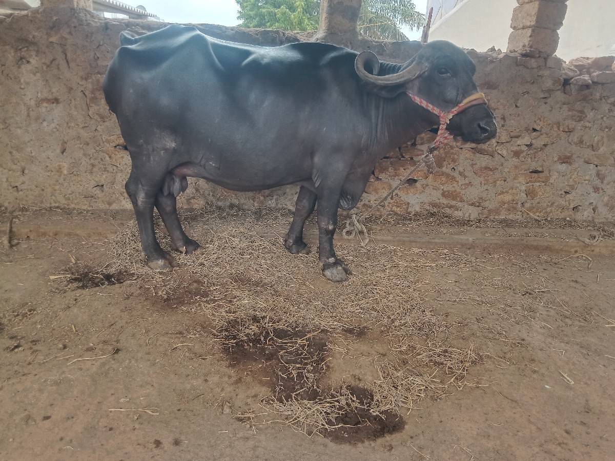 વેચવાની છે