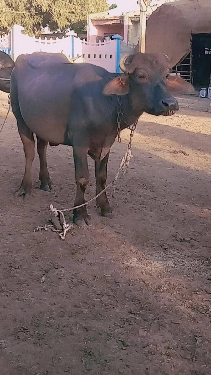 બની પાડો  વેચવાનો છે