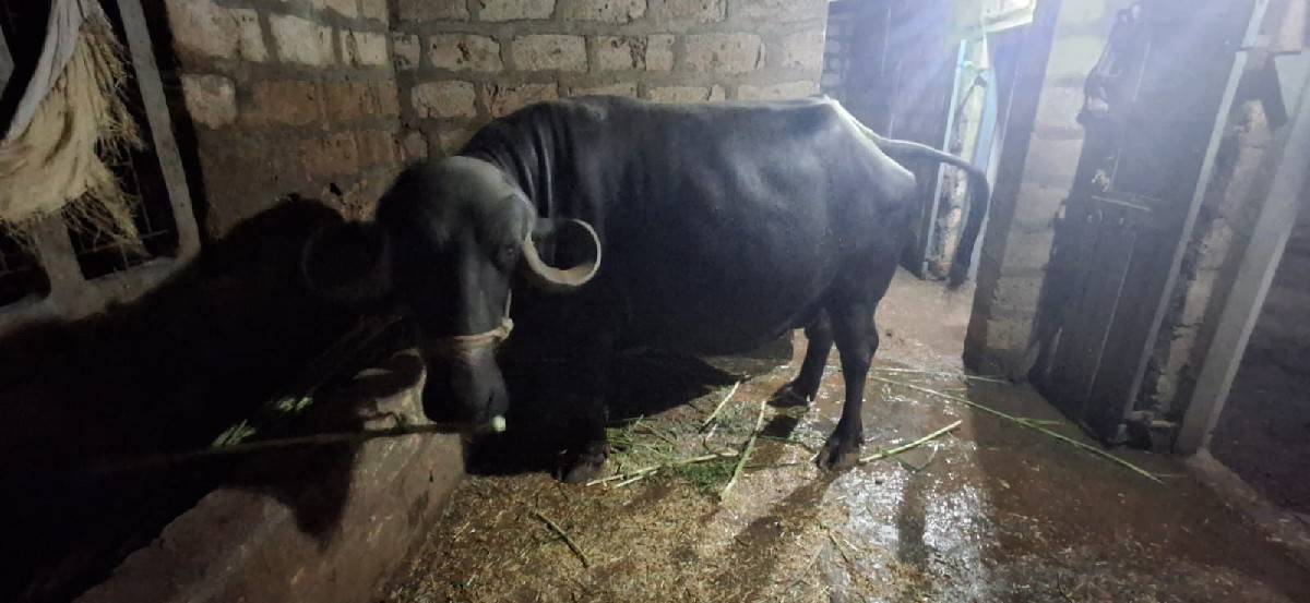 ભેસ વેસવાનિ છે