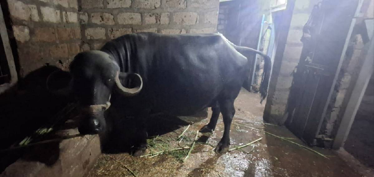 ભેસ વેસવાનિ છે