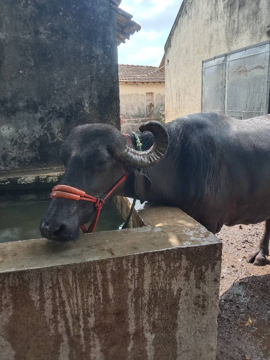 વેચવાની છે