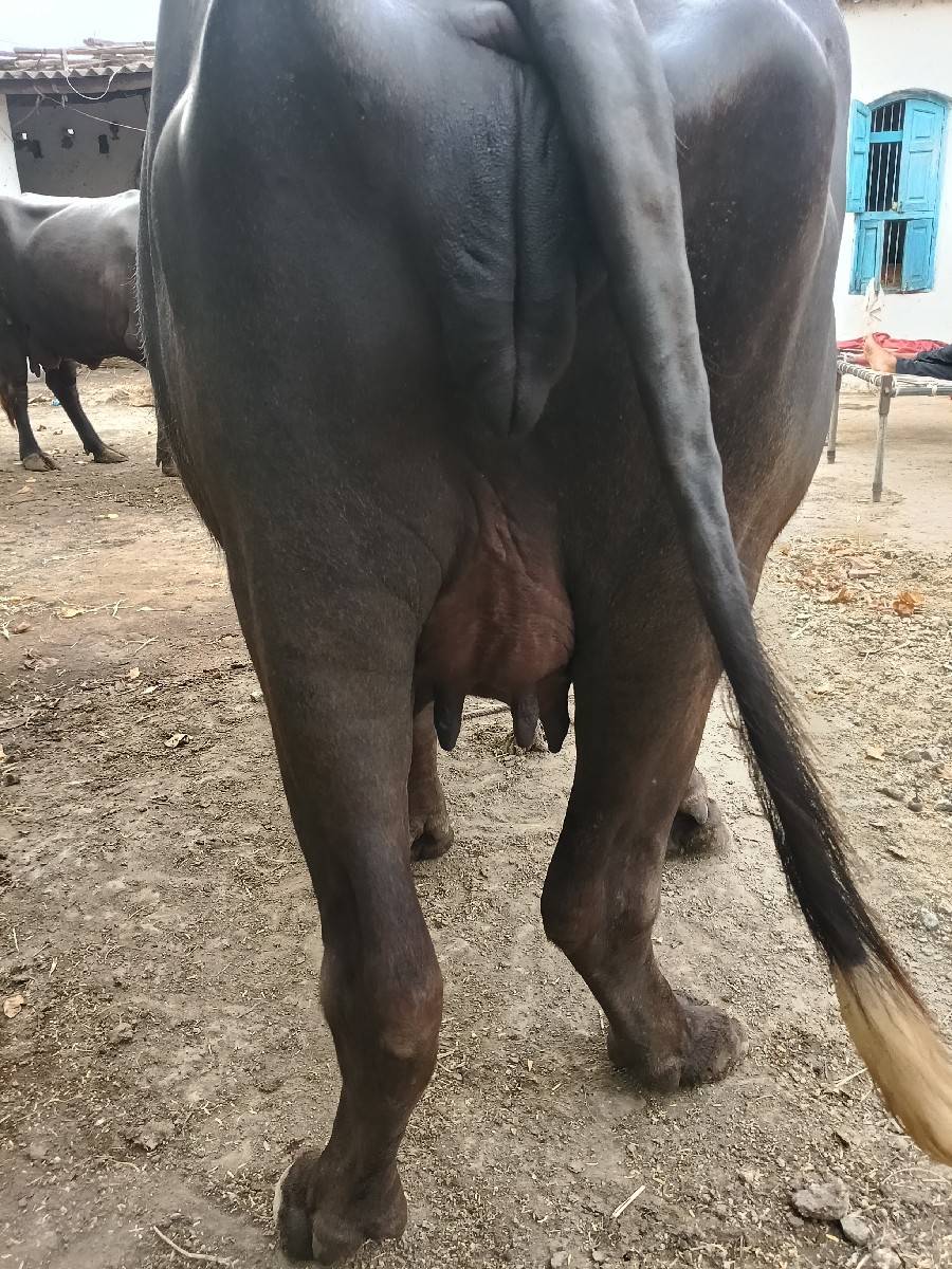 પેલું વેતર