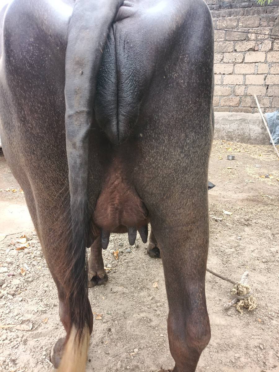 પેલું વેતર