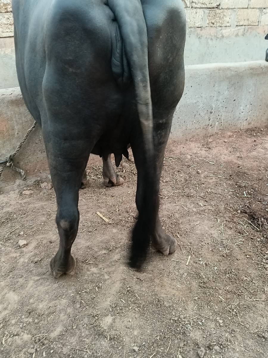 ખળેલી
