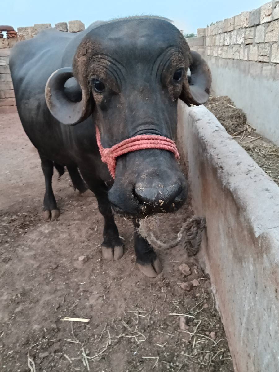 ખળેલી