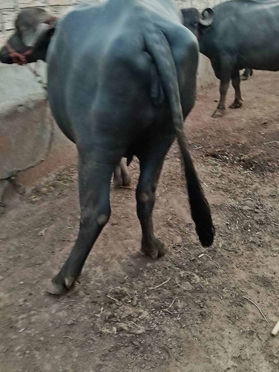 ખળેલી