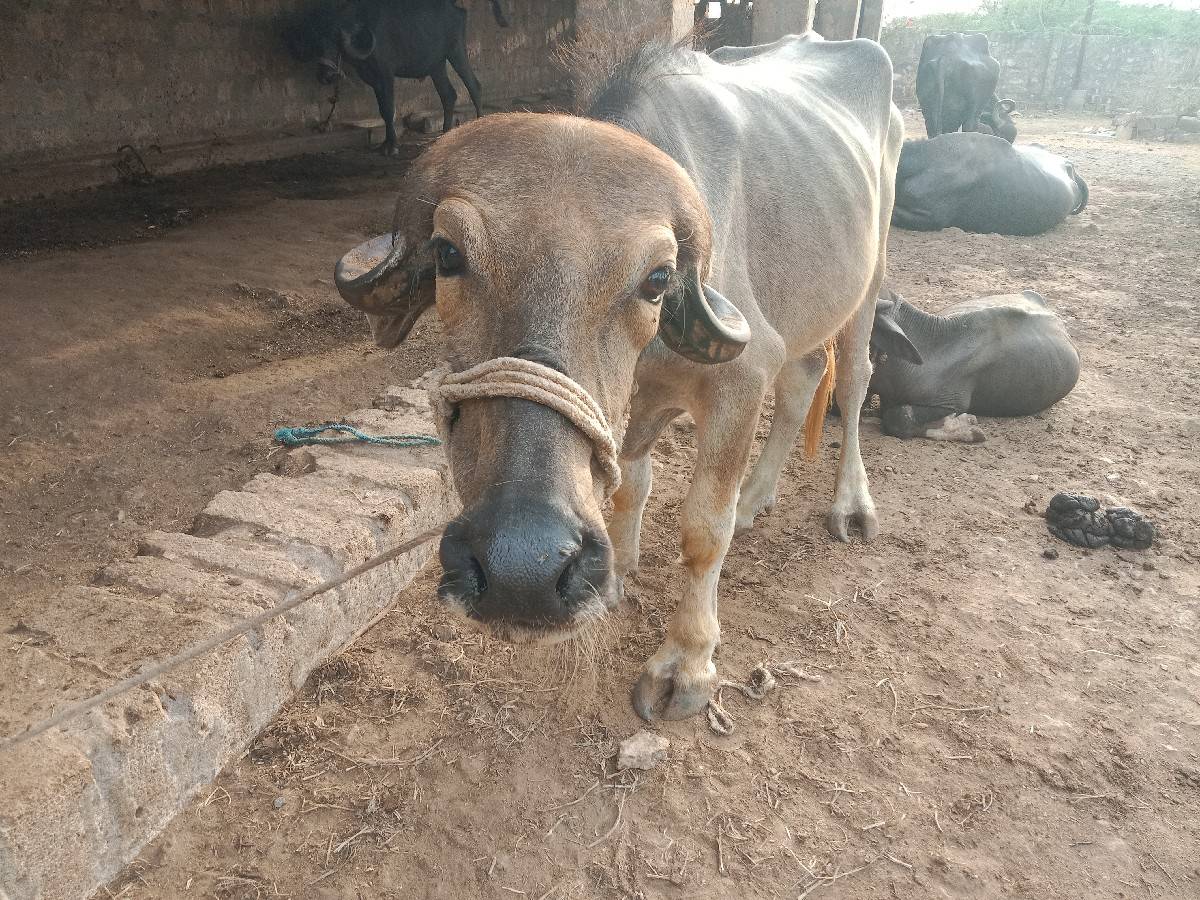 khadeli vechvani chhe