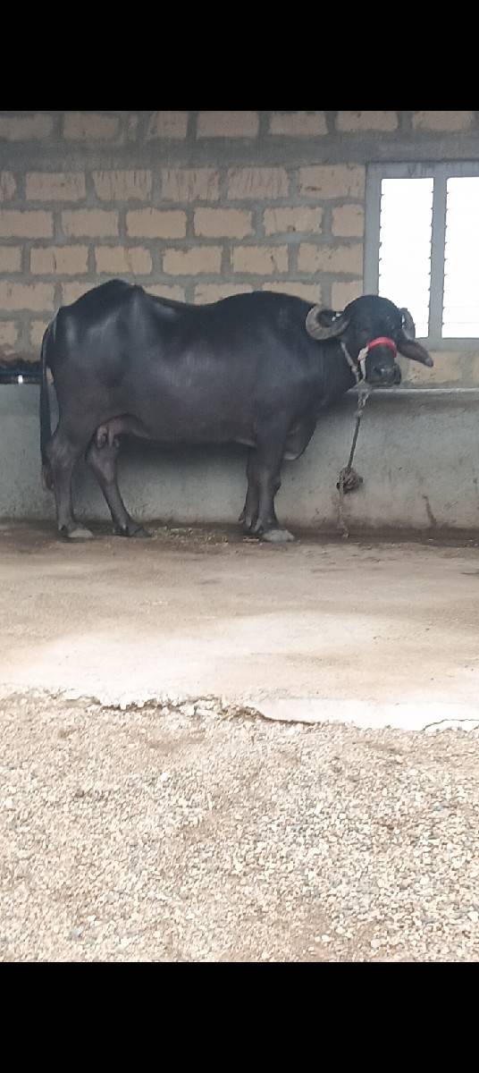 ભેંસ