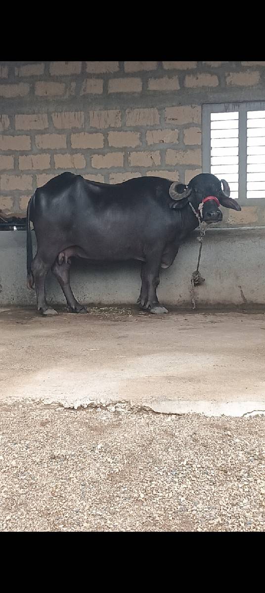 ભેંસ