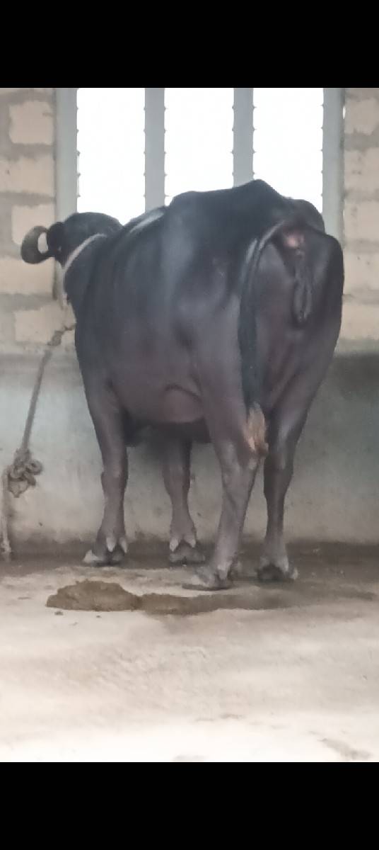 ભેંસ