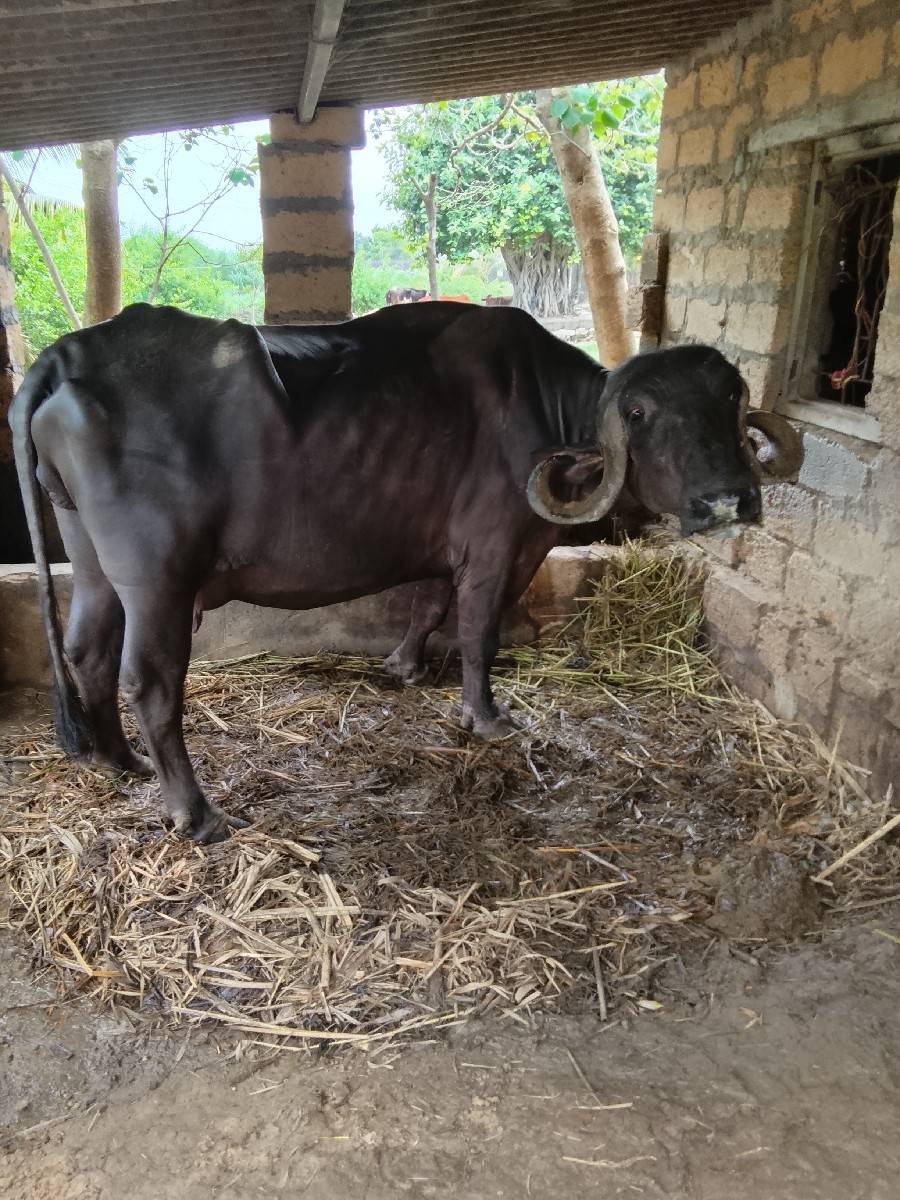 ભેસ જાફરાબાદિ વેચવાની. છે