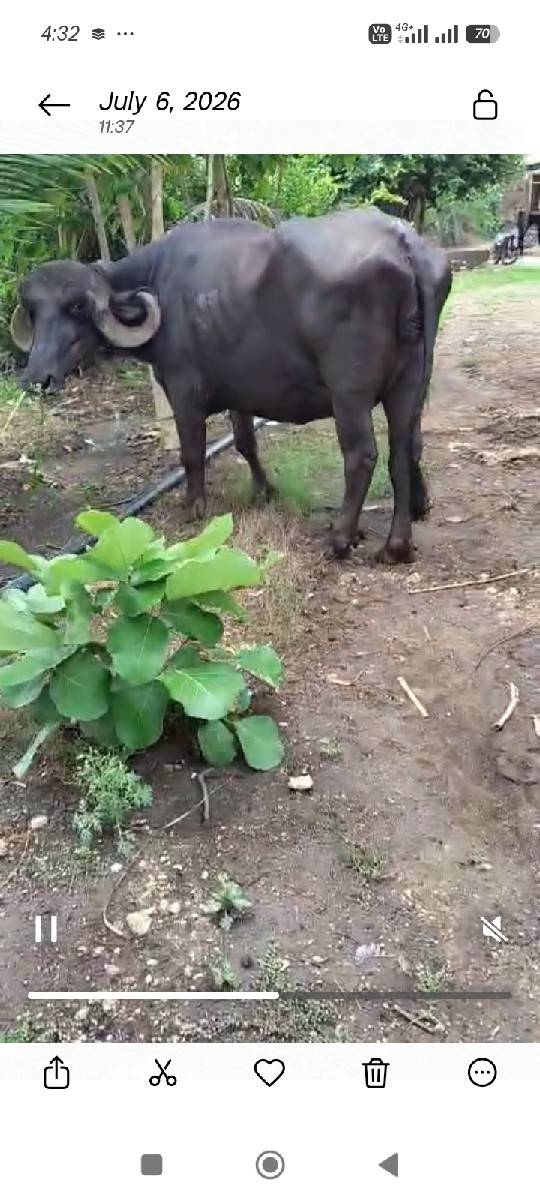 ભેસ જાફરાબાદિ વેચવાની. છે
