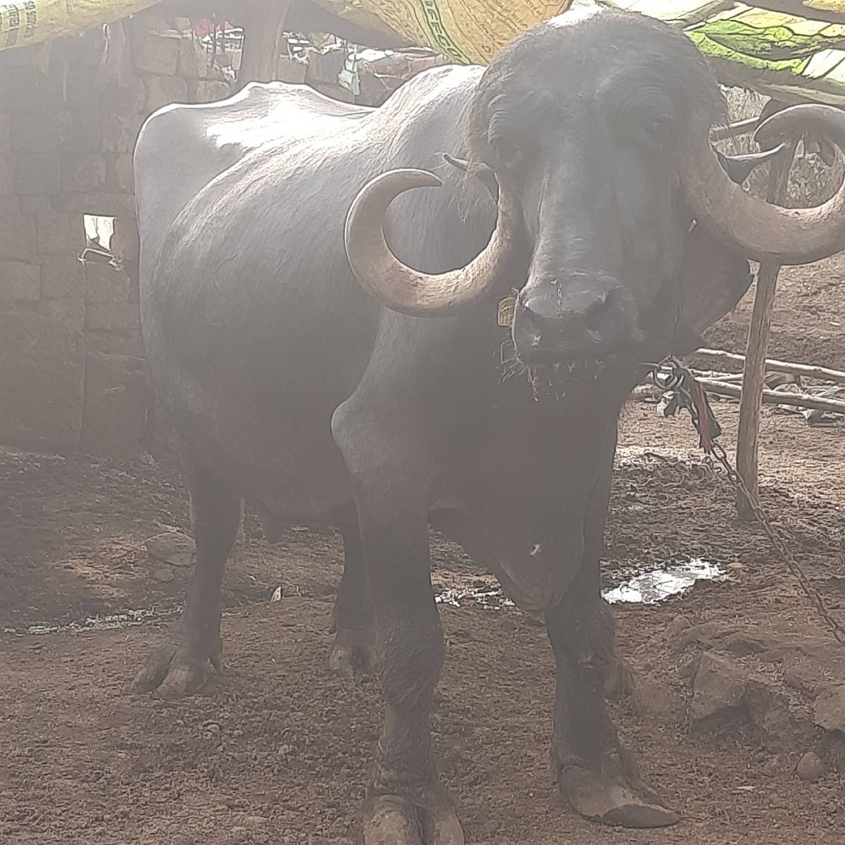 ભેસ