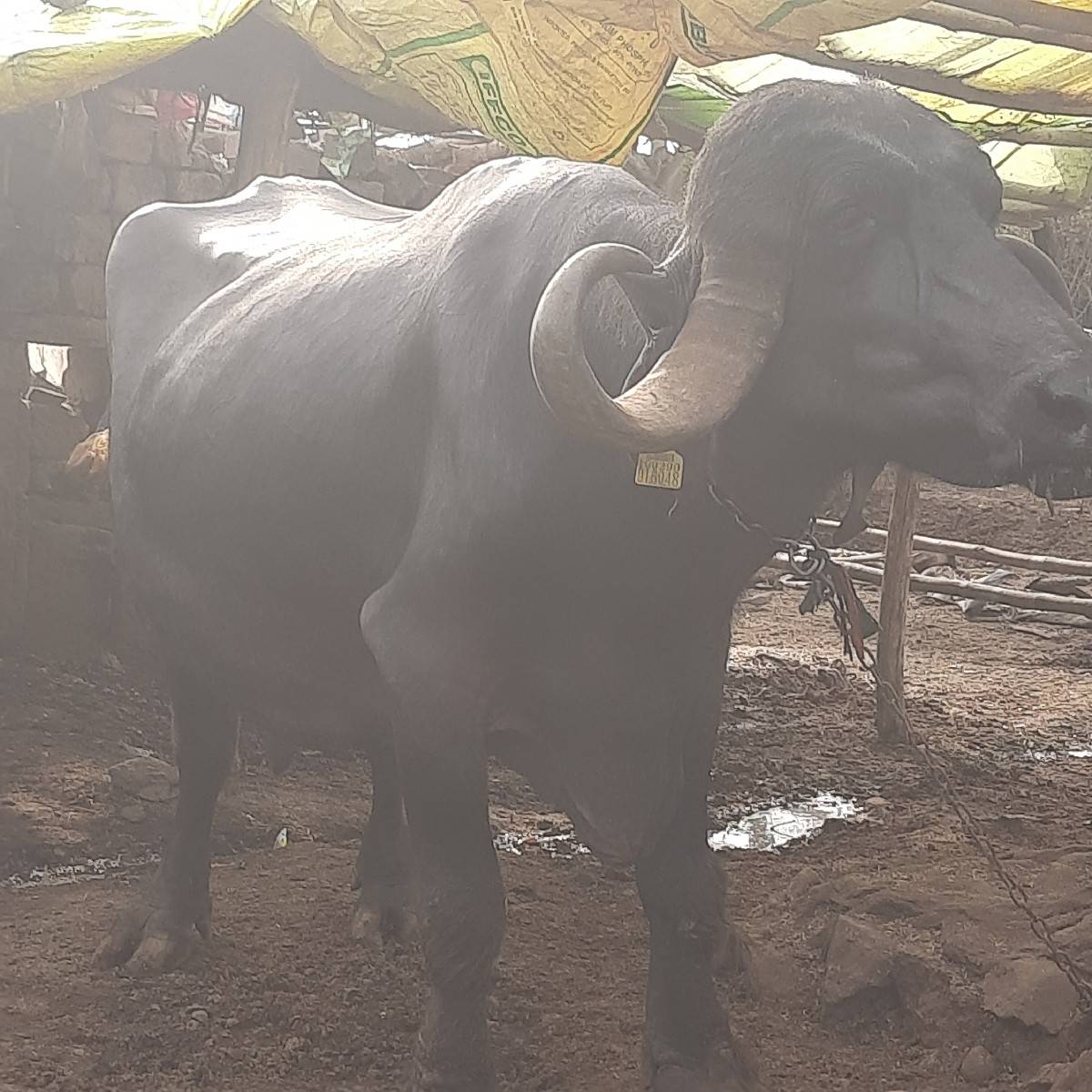 ભેસ