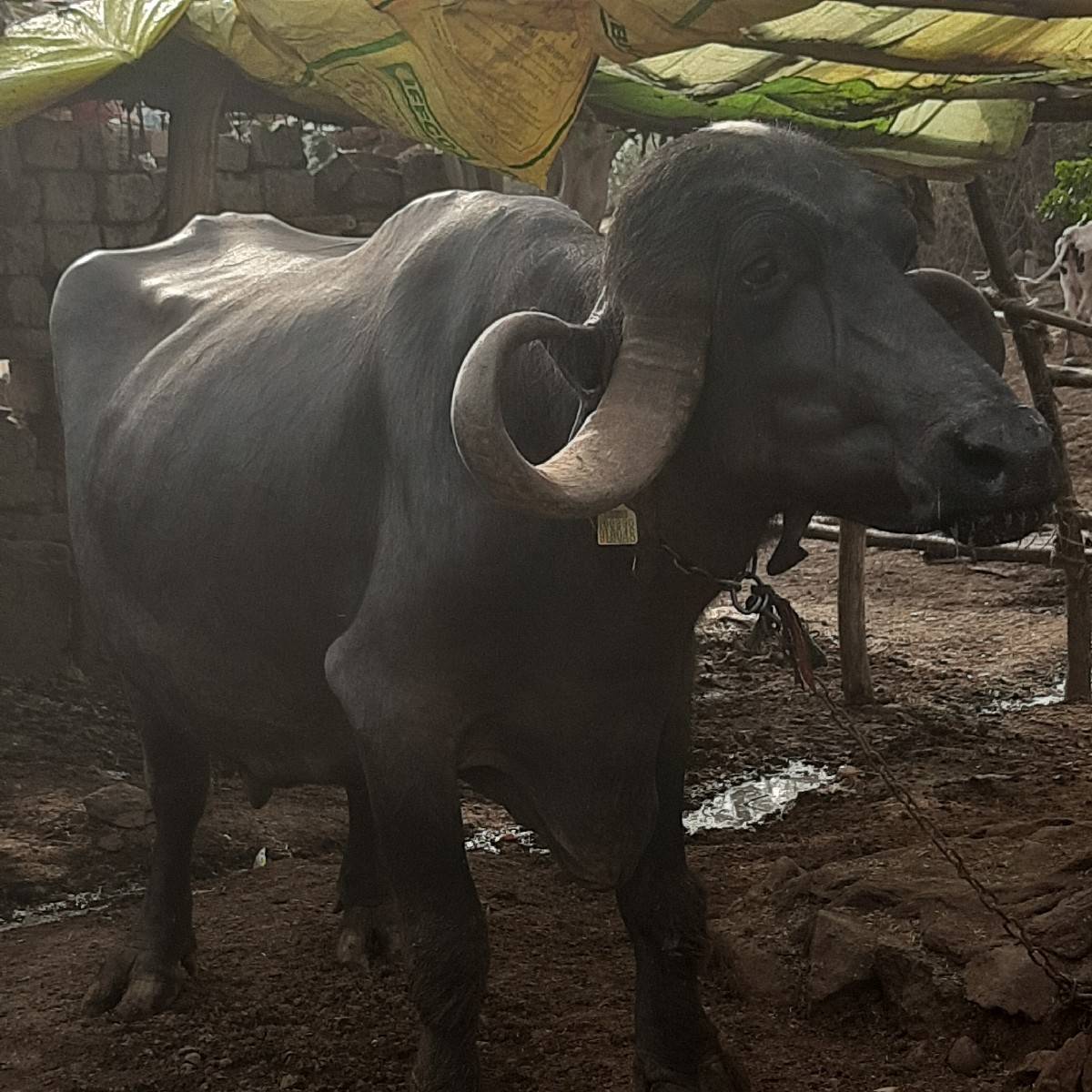 ભેસ