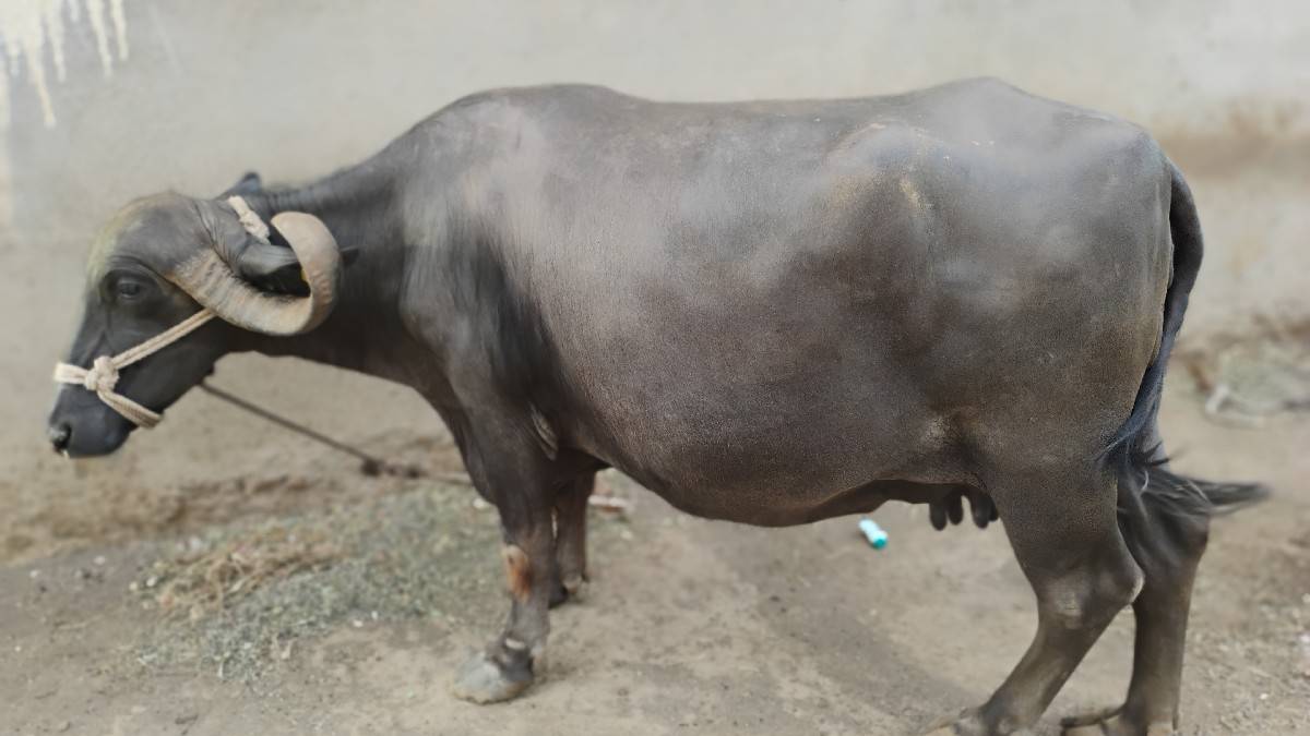 ભેંસ વેચવાની