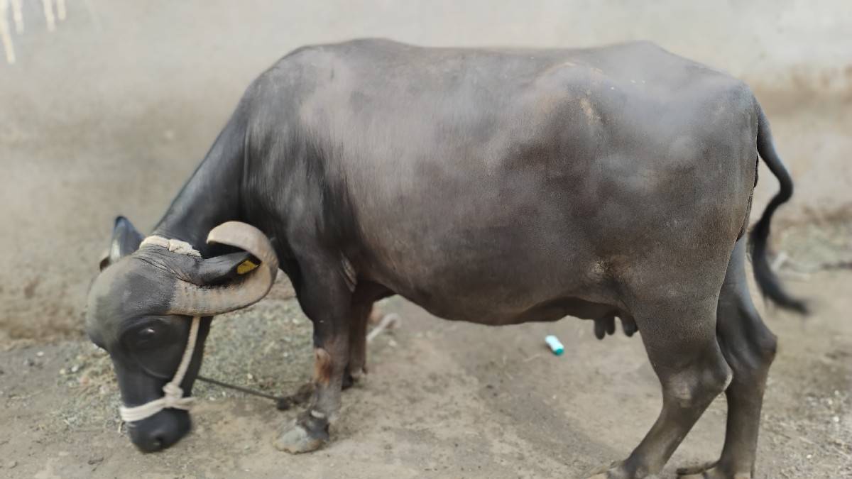 ભેંસ વેચવાની