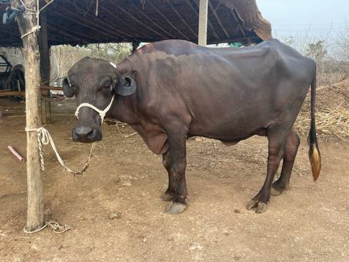 ભેંસ વેચવાની