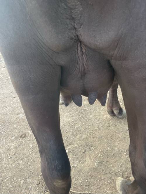 ભેંસ વેચવાની