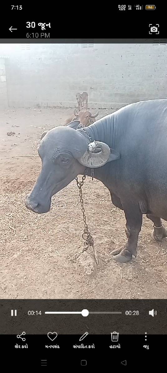 ભેંસ વેચવાનીછે