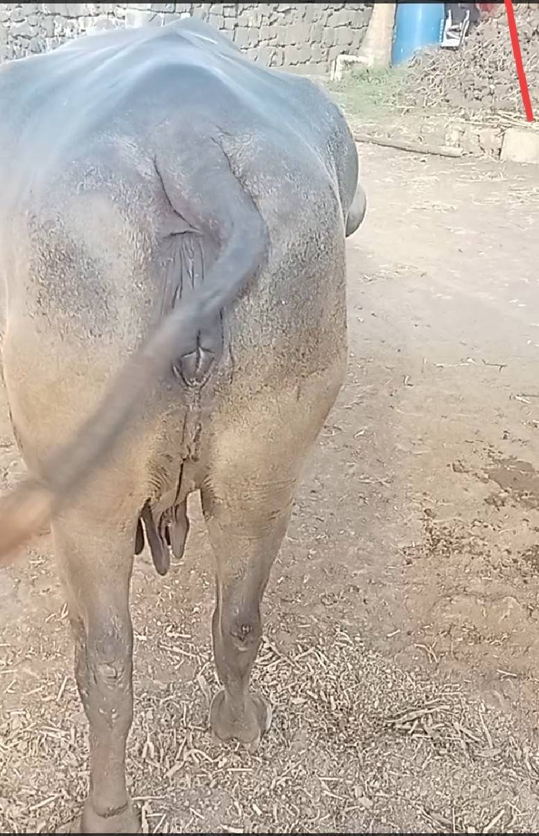ભેંસ વેચવાનીછે