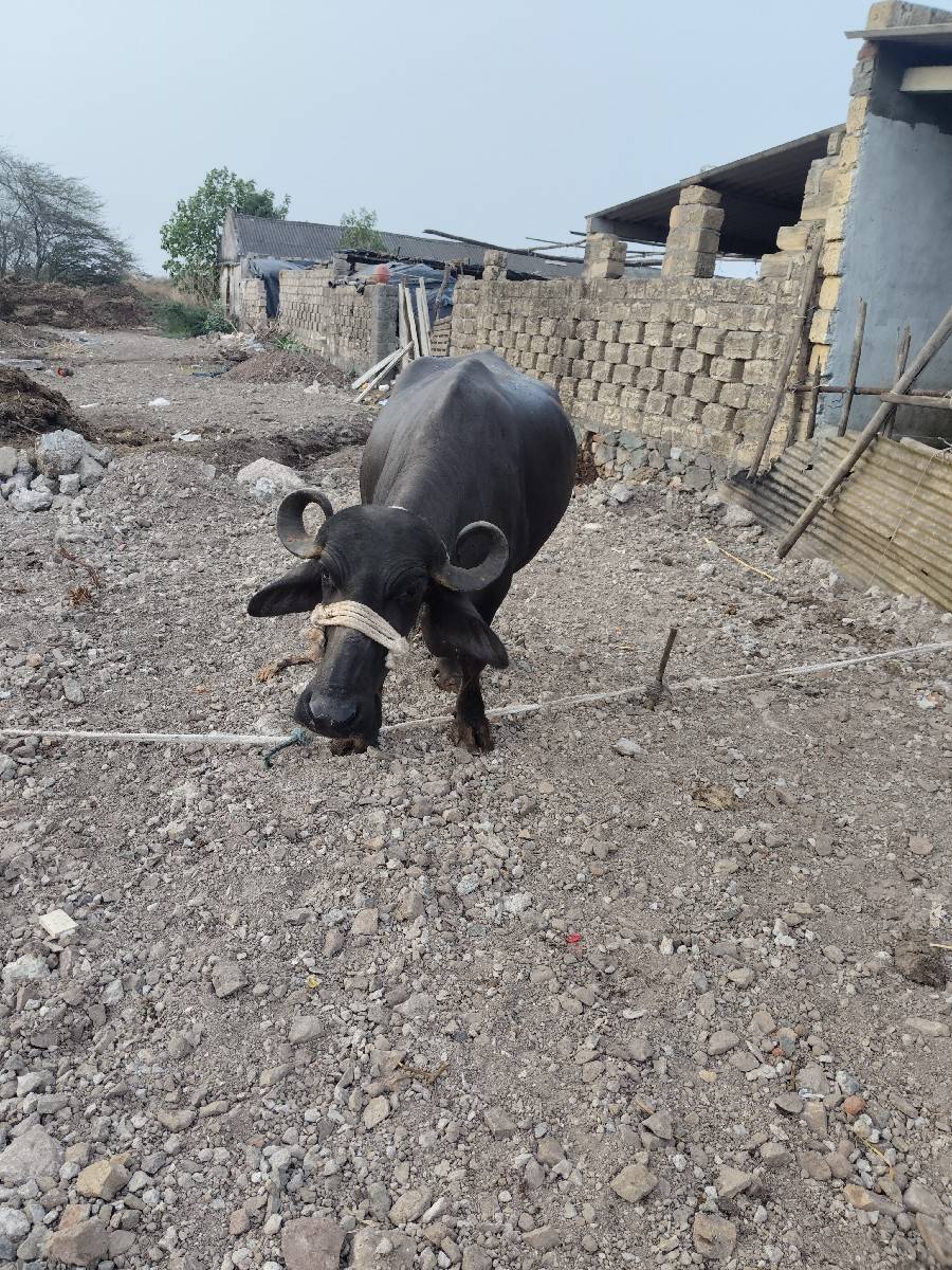 2 vetar bhes