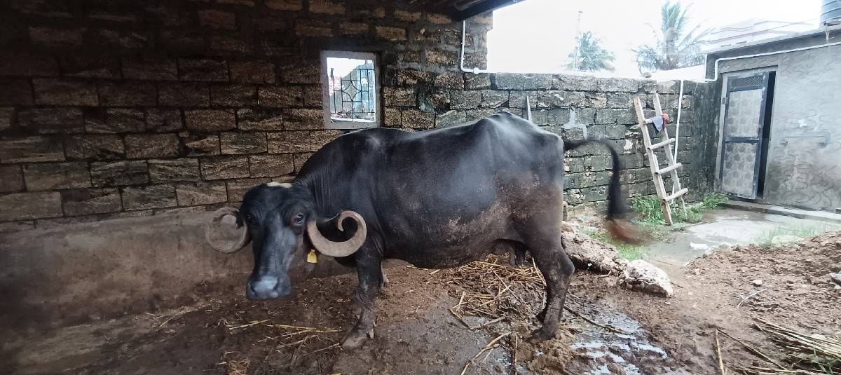આ ભેસ વેચવાની છે