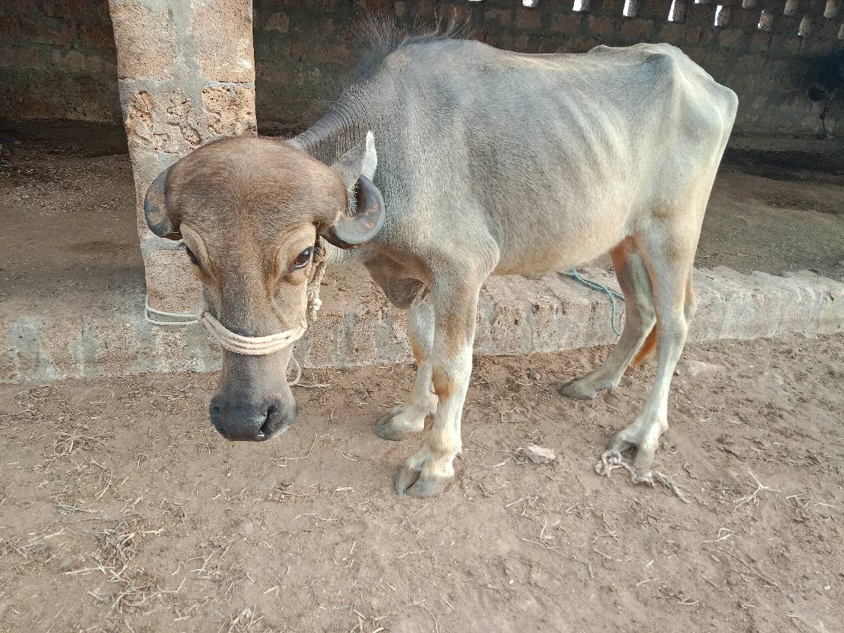 khadeli vechvani chhe