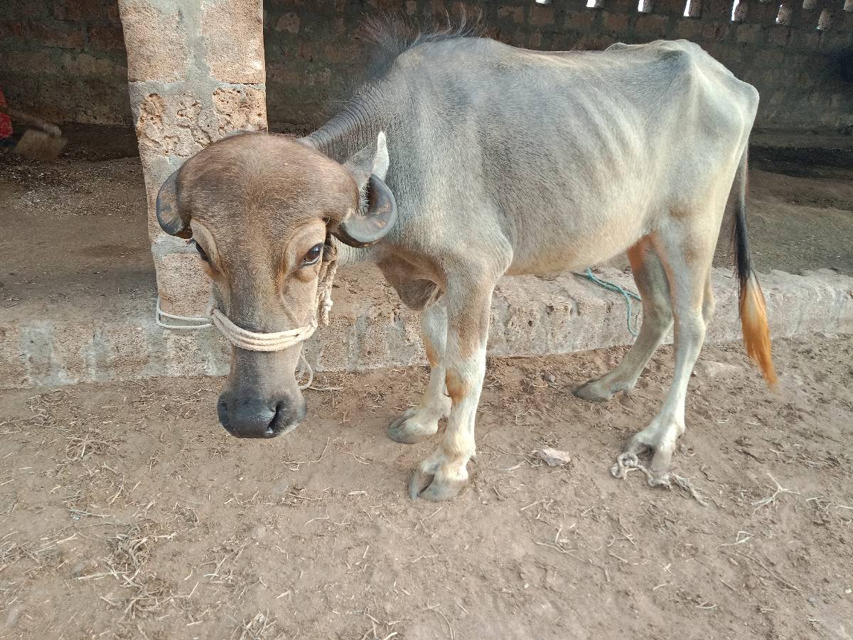 khadeli vechvani chhe