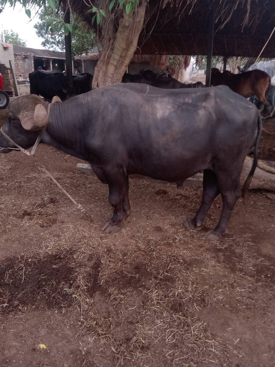 પાડો