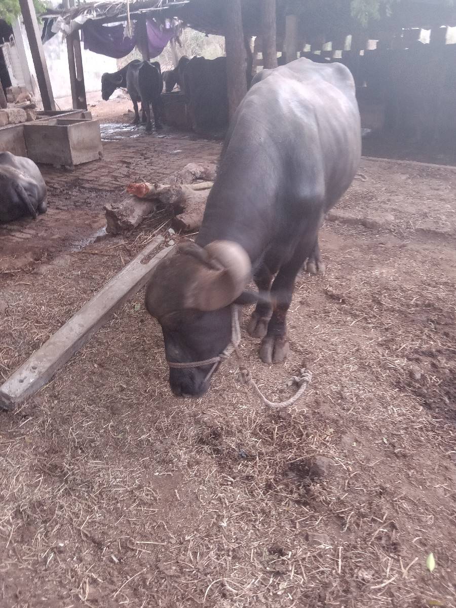 પાડો