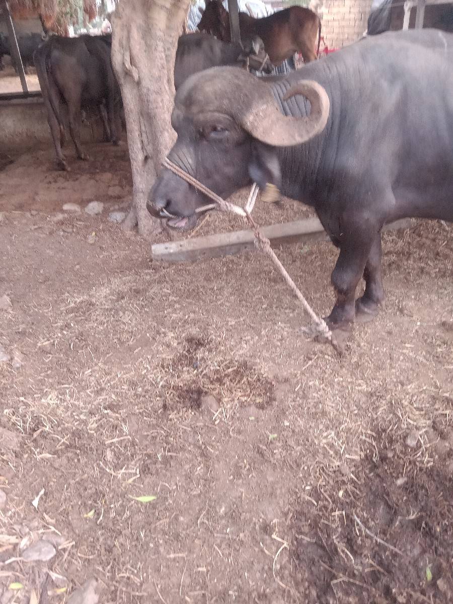 પાડો