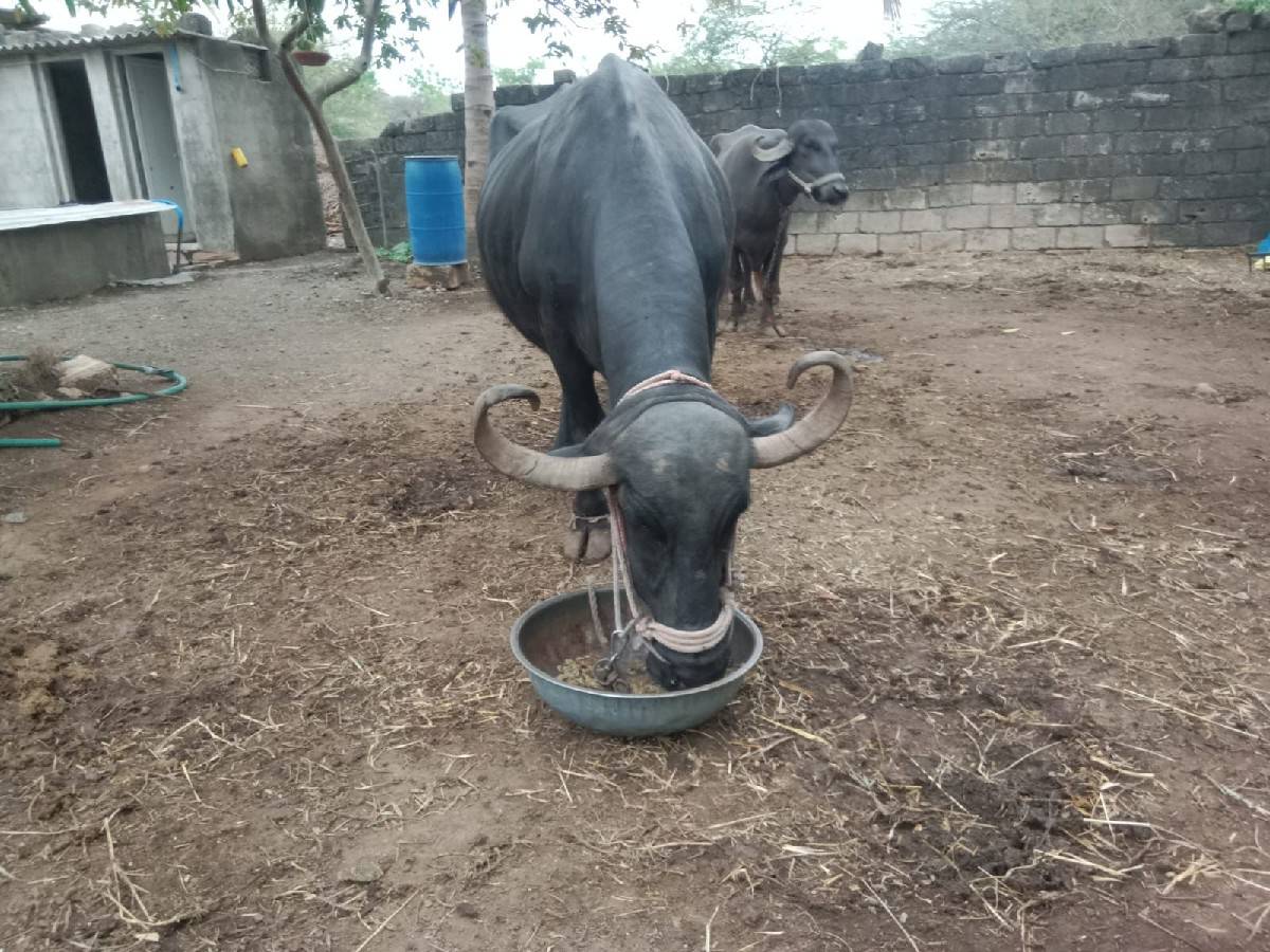 આ ભેંસ વેચવાની છે