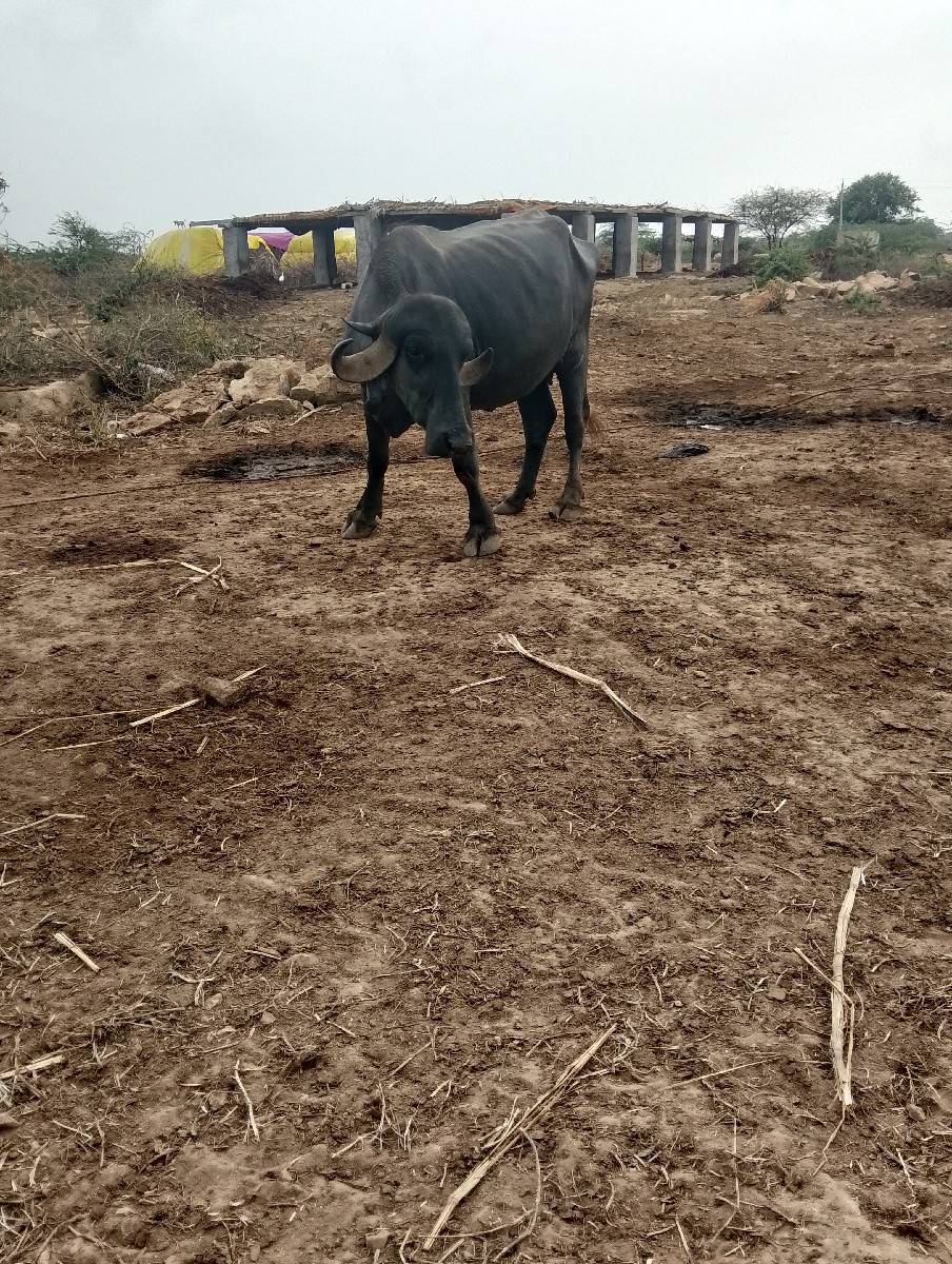 ભેંસ વેચવાની છે