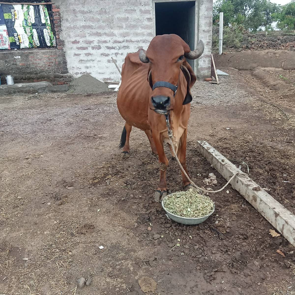 આ ગાય વેસવાની