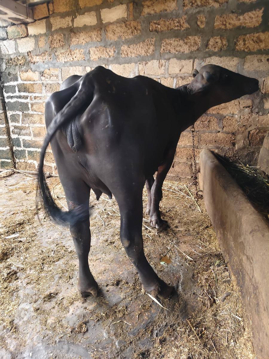 ભેંશ