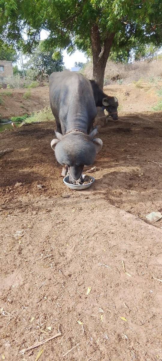 પાડો વેચવાનો છે