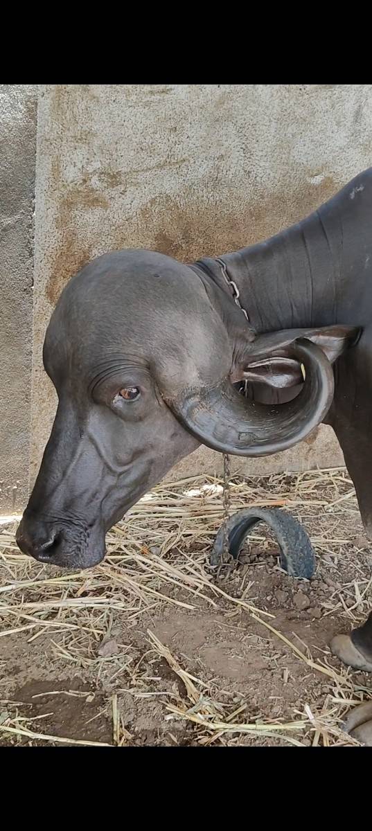 જાફરાબાદી ટોપલ  ખડી