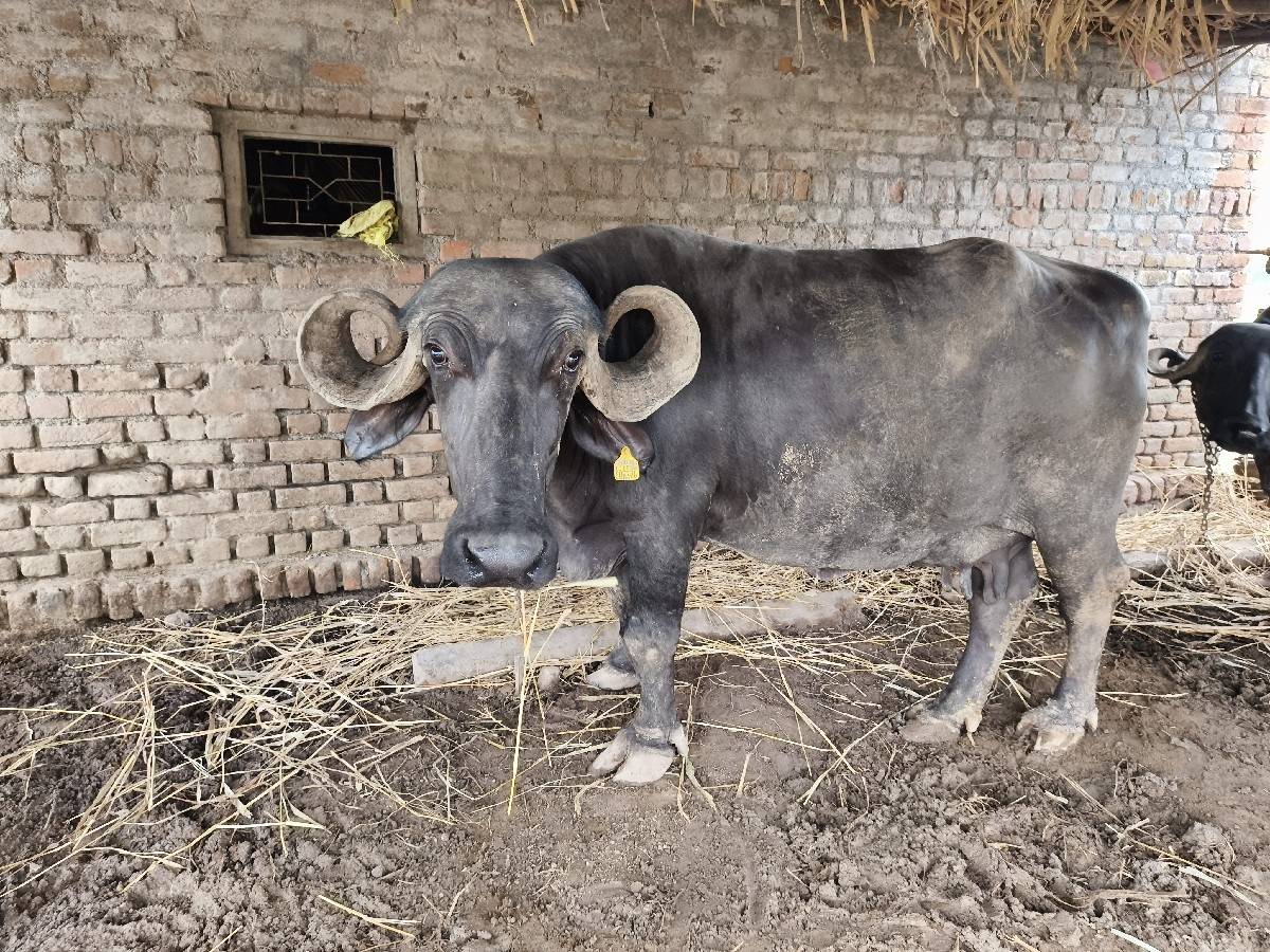 ભેંસ વેચવાની છે