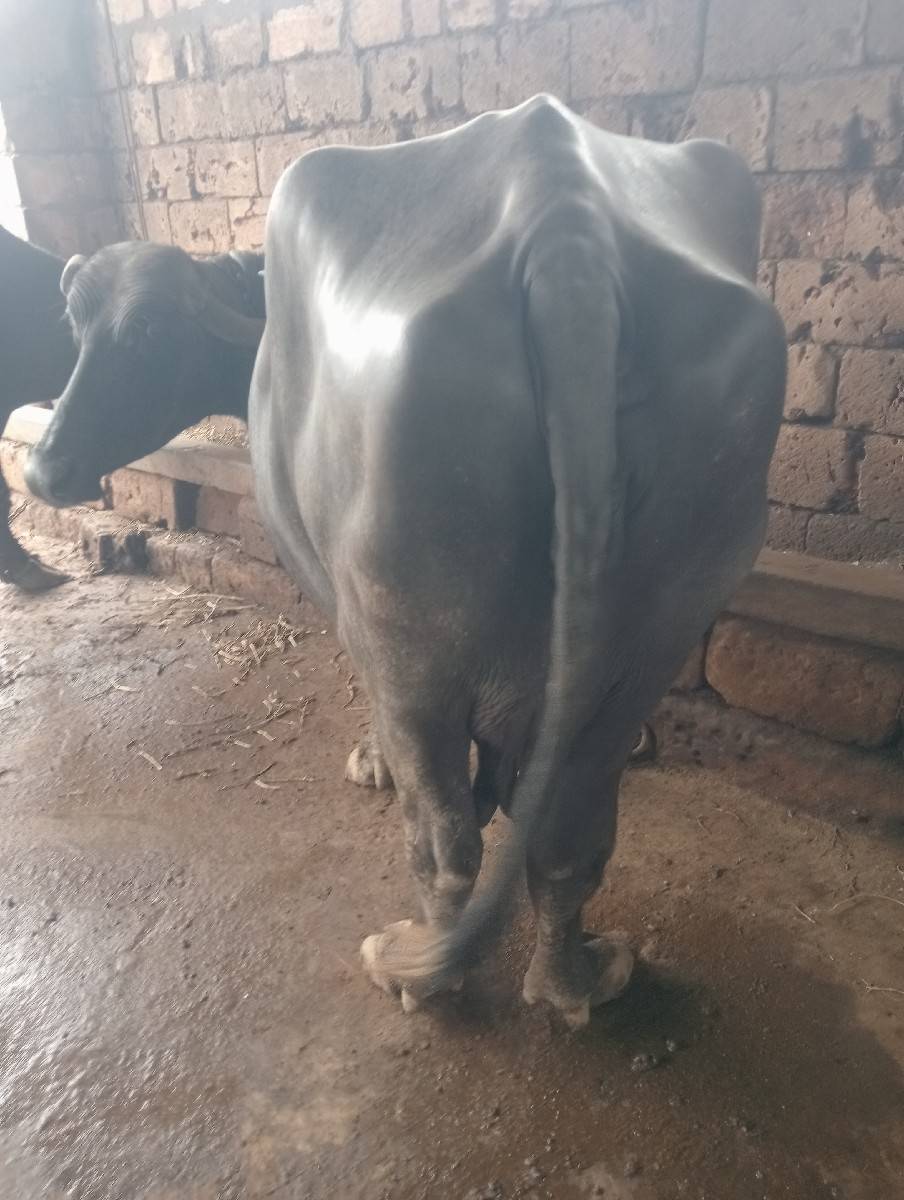 ભૅશ વૅચવાની છે