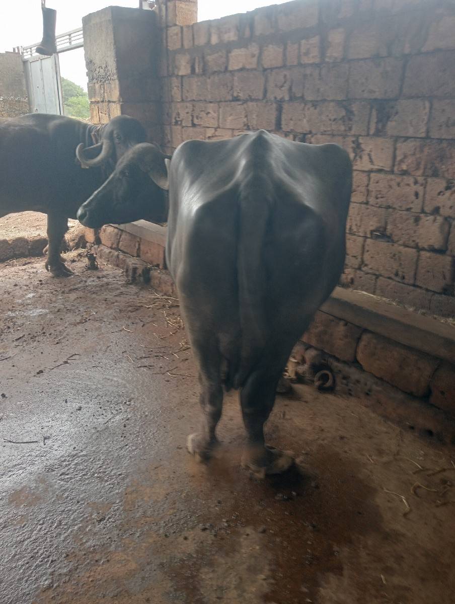 ભૅશ વૅચવાની છે