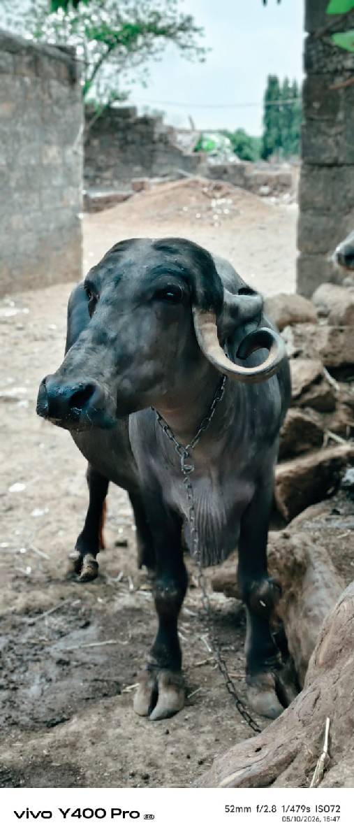 ભેંસ
