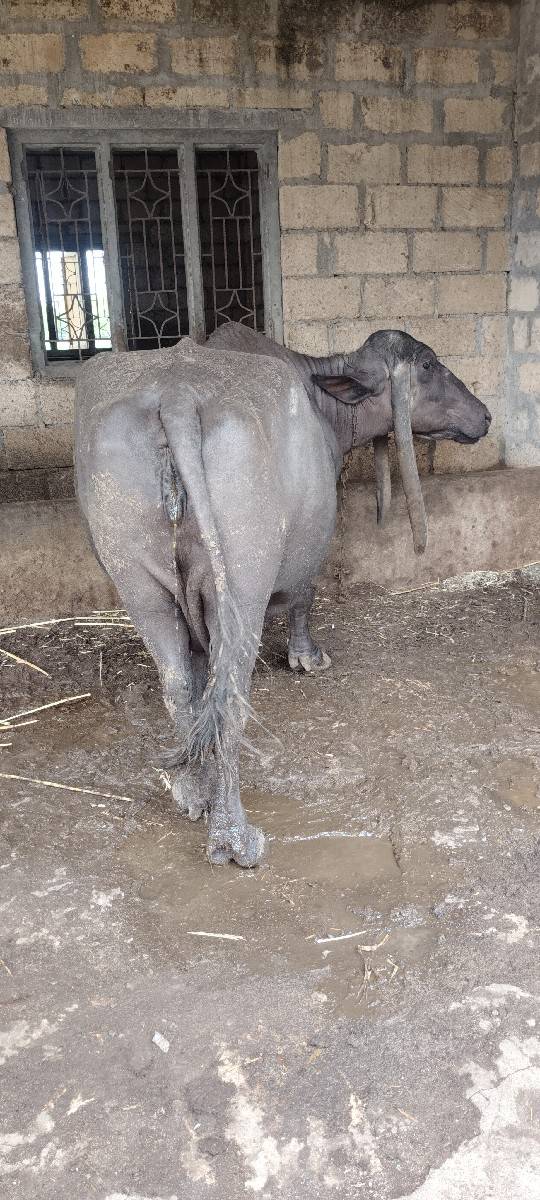 નિસે પાડો
