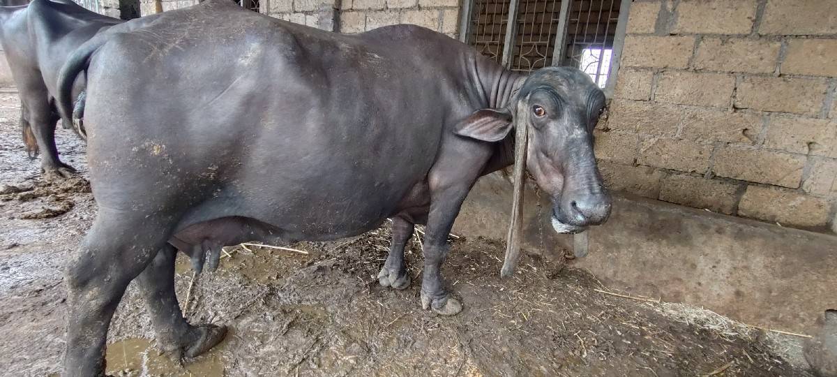 નિસે પાડો