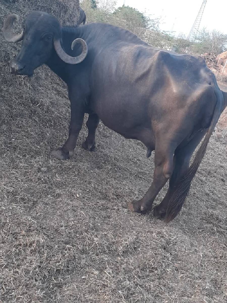 ભેસ વેચવાની છે