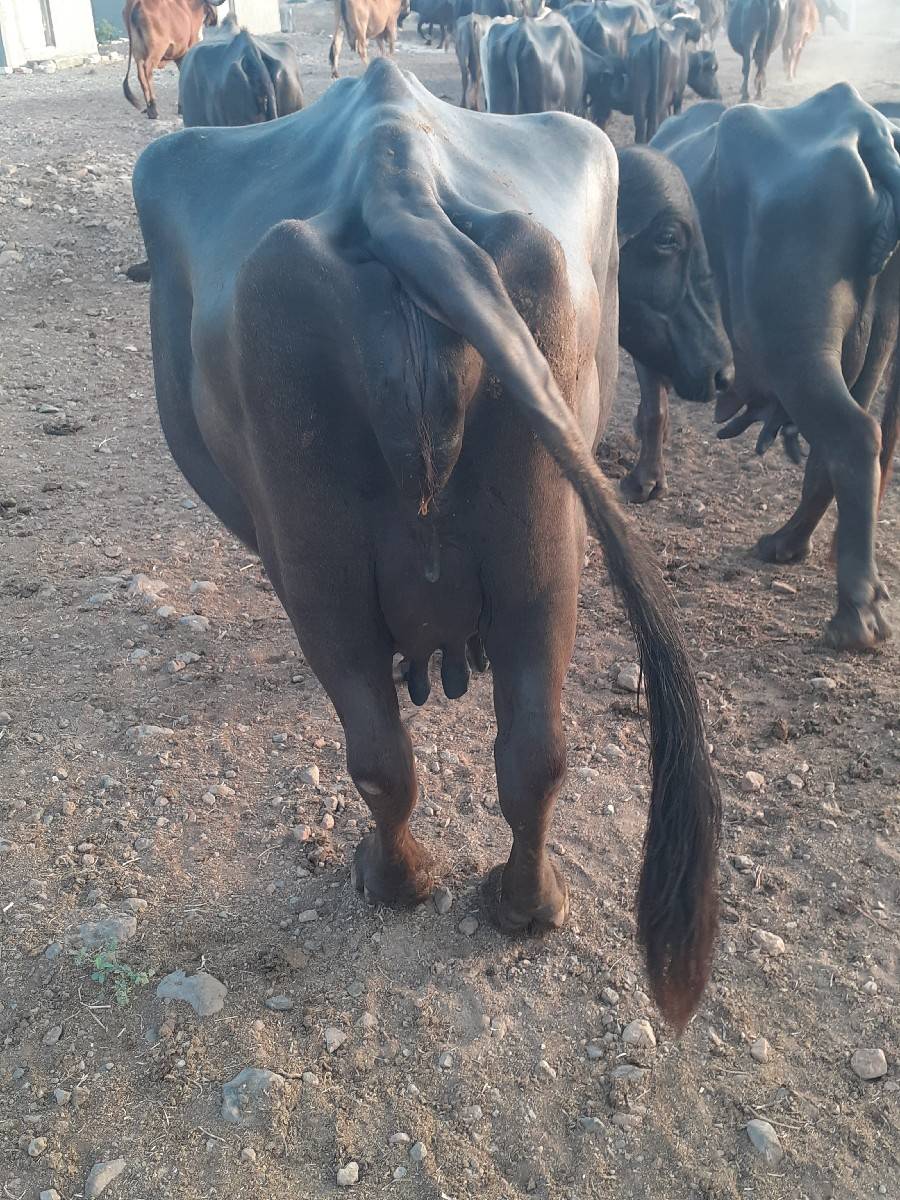 ભેસ વેચવાની છે