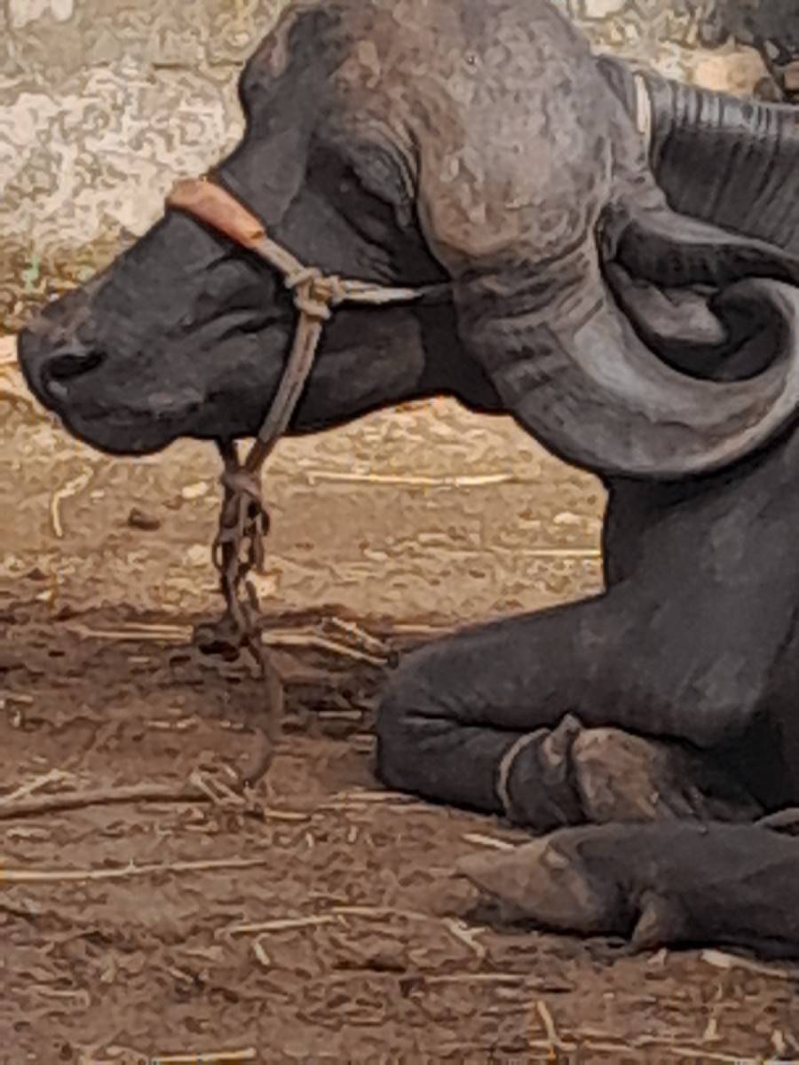 જાફરાબાદી ખડેલી વેચવાની છે.