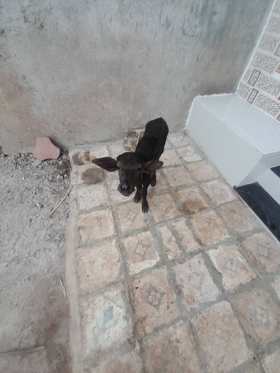 જાફરાબાદી ખડેલી વેચવાની છે.